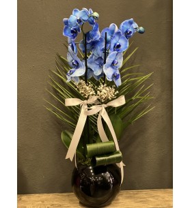 Blue Orkide