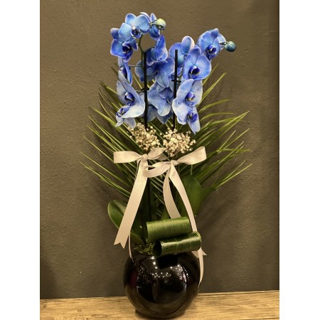 Blue Orkide