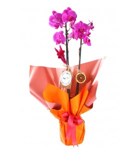 Double Smile Purple Orkide