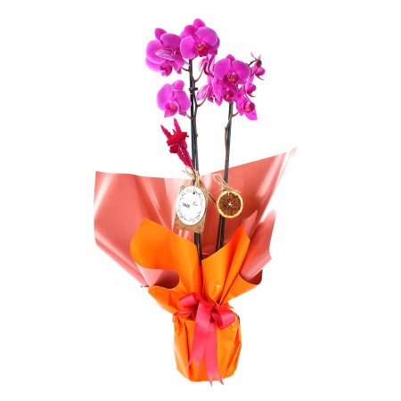 Double Smile Purple Orkide
