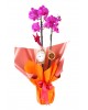 Double Smile Purple Orkide